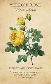 Resultat D Imatges De Botanical Inspirations Lynn Araujo Botanical Flowers Flower Meanings Language Of Flowers