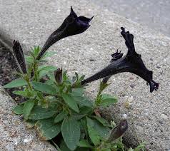 Image result for Petunia axillaris