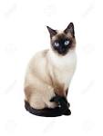 Siamese Cat Breed Profile | Petfinder