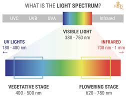 As illustrated by our look at the par value, the closer you are to your light source, the better. Cannabis Cultivation The Light Spectrum And Ways To Raise Thc Levels Rqs Blog