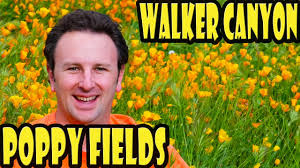 Check spelling or type a new query. Walker Canyon Poppy Fields In Lake Elsinore California Wildflowers Youtube