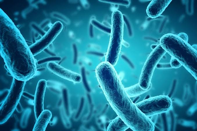 Cổ khuẩn, Vi khuẩn và Sinh vật nhân thực – Sự khác biệt giữa các nhóm vi sinh vật - Cung cấp thiết bị công nghệ Xử lý nước hàng đầu Việt