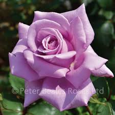 With large classic shaped blooms. Twice In A Blue Moon Bush Rose Peter Beales Roses The World Leaders In Shrub Climbing Rambling And Standard Classic Roses