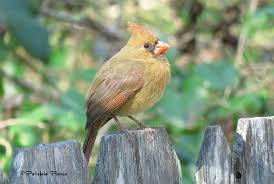 Spring cardinal (female) pulling off blossoms on a purple plum tree. Page 3 Cardinal Bird 1080p 2k 4k 5k Hd Wallpapers Free Download Wallpaper Flare