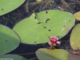 Image result for Brasenia schreberi