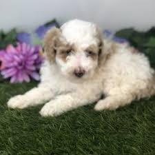 Star pets fue fundada por médicos veterinarios. All Star Family Pets