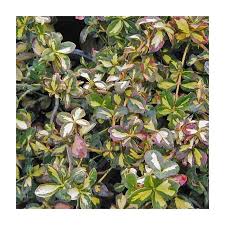 Image result for Euonymus fortunei