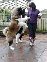 The male akita stands between 26 and 28 inches and weighs about 110 pounds (50 kilograms). 10 Of The World S Largest Dog Breeds Dog Breeds Akita Dog Largest Dog Breeds