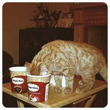 39 Cats Eating Ice Cream Eating Ice Cream Cream Cat Cat Ice Cream