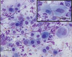 Feline cancer initially manifests as a lump or bump on any parts of the body. A Review Of Feline Oral Squamous Cell Carcinoma