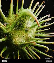 Image result for Xanthium