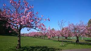 Glasgow Cherry Blossom Tree Glasgow Cherry Blossom