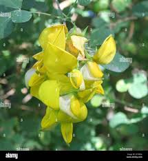 Image result for Crotalaria capensis