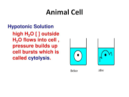 Hypertonic Hypotonic Isotonic Worksheet Hypertonic Hypotonic Worksheet In 2020 Worksheets Worksheet Template 3rd Grade Math