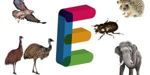 Animales Con N En Ingles Y En Espanol Ejemplos Y Curiosidades
