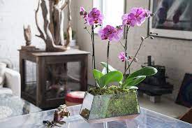 Another main reason a phalaenopsis orchid may need repotting is because the roots are rotting due to too much moisture. How To Care For An Orchid Arrangement