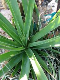Image result for Aloe cooperi