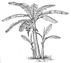 Banana Plants Google Search Tree Drawings Pencil Tree Drawing Tree Sketches