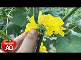 Image result for male flowers cucumber