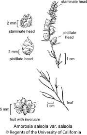 Image result for Salsola