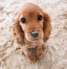 Mila On Instagram First Time At The Beach 3 10 For Sand Digging Skills 10 10 For Puppy Spaniel Puppies English Cocker Spaniel Puppies Cocker Spaniel Dog