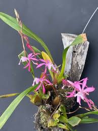 Image result for Bulbophyllum vulcanicum