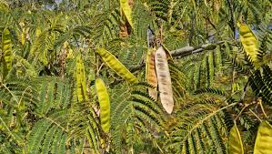 Image result for Albizia brevifolia