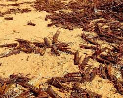 صور... أسراب الجراد تصل السعودية | PNN