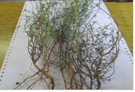 Image result for Phyllanthus maderaspatensis