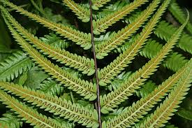 Image result for Pneumatopteris