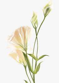 Lily White Flower Png And Psd Vector Flowers White Flower Png Flower Backgrounds