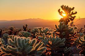 See pictures and our review of cholla cactus garden. Cholla Cactus Garden Joshua Tree National Park Sa Ga Photography Moments In Light