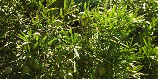 Image result for Afrocarpus falcatus