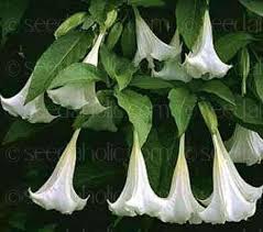 Image result for Brugmansia