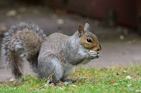 4 Simple Ways To Keep Squirrels Off Your Deck My Backyard Life