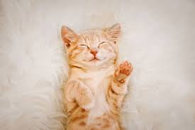 Download and use 8,000+ cat stock photos for free. 30 Cute Cat Photos Best Photos Of Cats