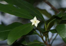 Image result for Mascarenhasia