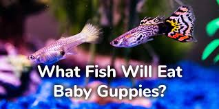 What Fish Will Eat Baby Guppies