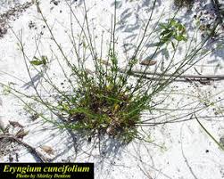 Image result for Zygophyllum cuneifolium