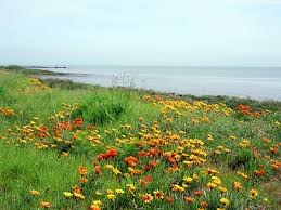 Celebrate and remember the lives we have lost in fremont, california. San Mateo Ca Coyote Point Park Flowers San Mateo California Photo Picture Image California At City Data Com