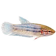 Baby Bettas For Sale Order Baby Bettas Online Petco