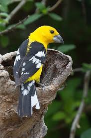 Birds Of A Feather 2 Pin By Becky Thompson On Birds Of A Feather 2 Beautiful Birds Backyard Birds Birds