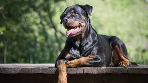 Connor & millie's dog rescue. Rotties World Cy Fair Animal Hospital