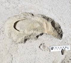 White bluffs was an agricultural town in benton county, washington. How Scientists Study The White Sands National Monument Fossil Tracks U S National Park Service