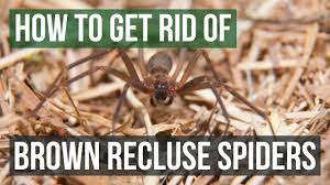 The brown recluse spider will only bite when disturbed in their inspect items before using. How To Get Rid Of Brown Recluse Spiders Youtube