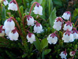 Maybe you would like to learn more about one of these? Carson Pass Detailed Wildflower Bloom Report Natural History Wanderings