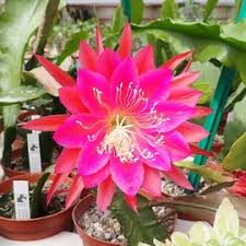 Epiphyllum growers & sellers in san diego, ca. Blattkakteen Uhlig Kakteen More Than 5 000 Different Species