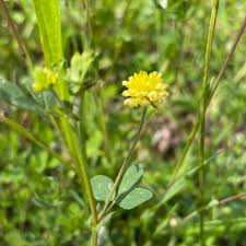 Image result for Trifolium campestre