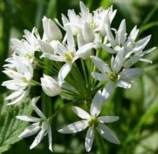 Il cuoco polpette ha visto la guerra e non g. Aglio Orsino Piante Medicinali