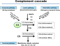 Image result for Complement Pathway